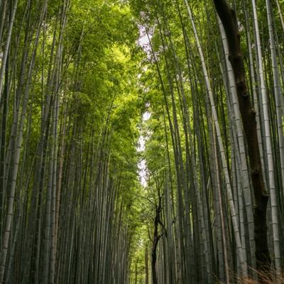 战斗王室游戏下载